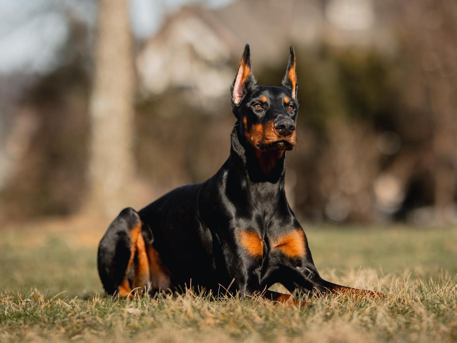 Doberman Pinscher